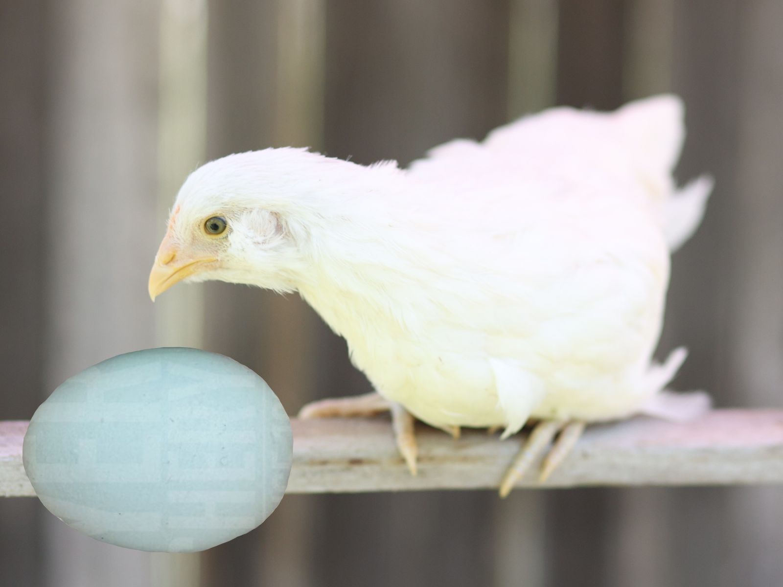 Eight Easter Egger Pullets. Sapphire Jewel (baby hen-female chicken)