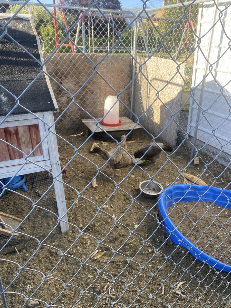6 Free Egg-Laying Chickens / Hens
