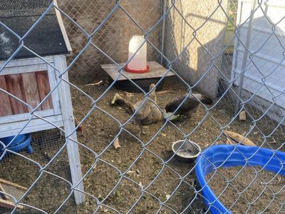 6 Free Egg-Laying Chickens / Hens