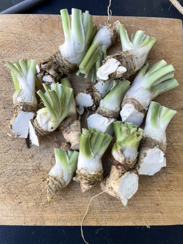 Horseradish Crowns And Root Cuttings For Planting