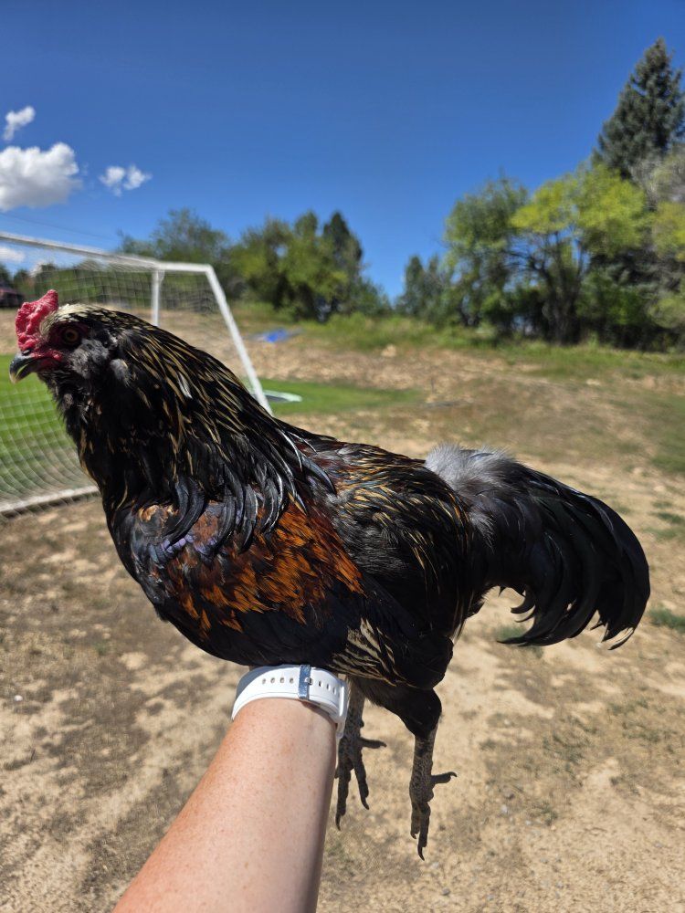 Gorgeous Bantam Americauna Rooster