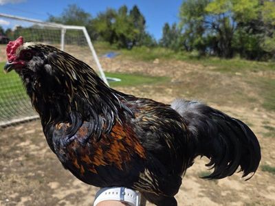 Gorgeous Bantam Americauna Rooster