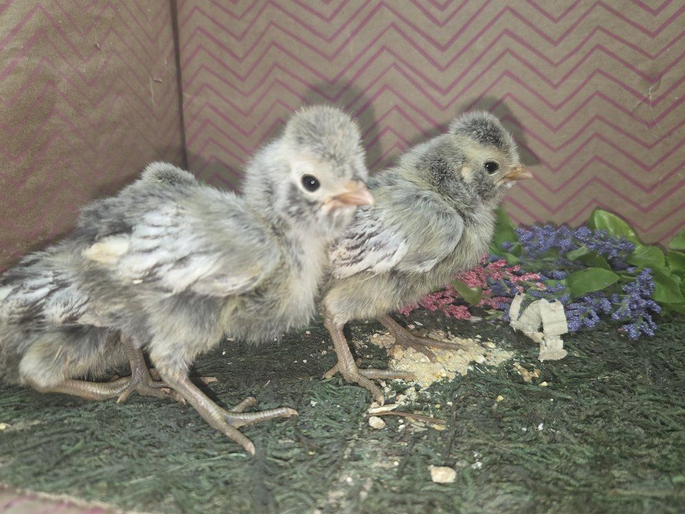 SILVER LACED POLISH CHICKS