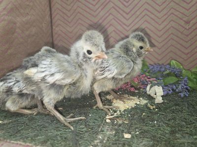 SILVER LACED POLISH CHICKS