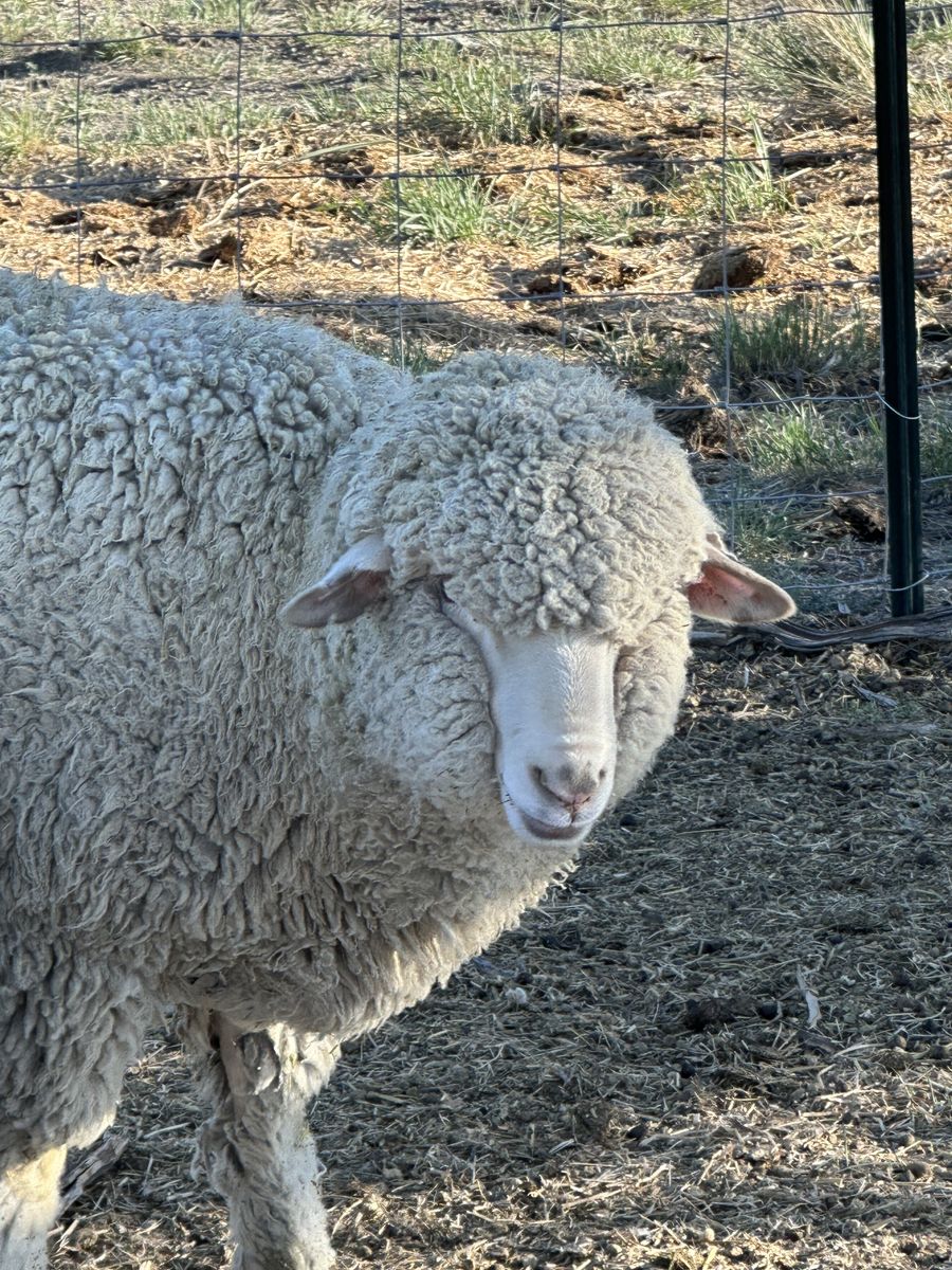 Wether White Faced Sheep