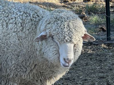 Wether White Faced Sheep