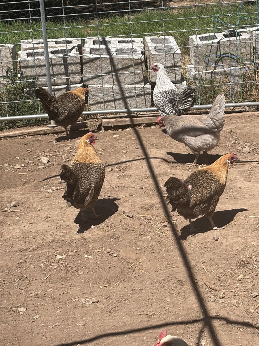 death layer chickens