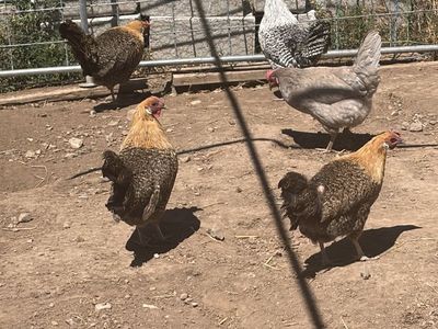 death layer chickens