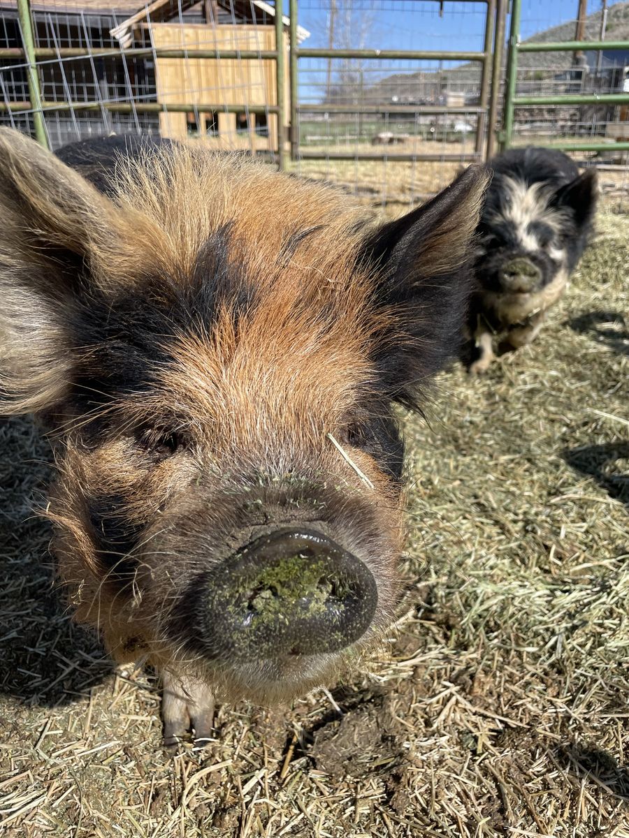 Kune kune male pig 11 months kunekune