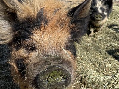 Kune kune male pig 11 months kunekune