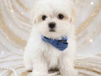 Teacup/Toy size Maltese MALE Puppy!!