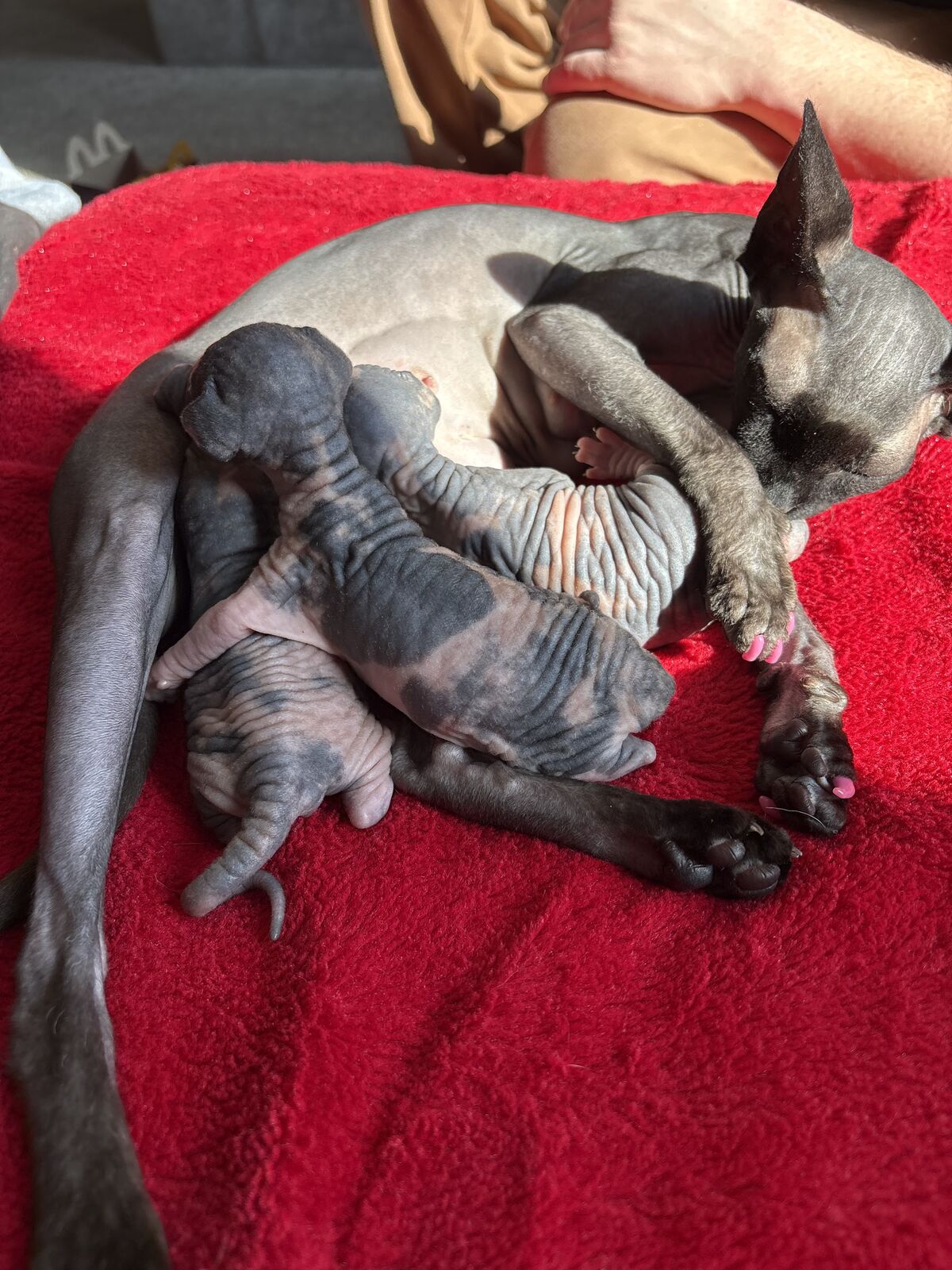 Sphynx kittens