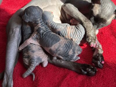 Sphynx kittens