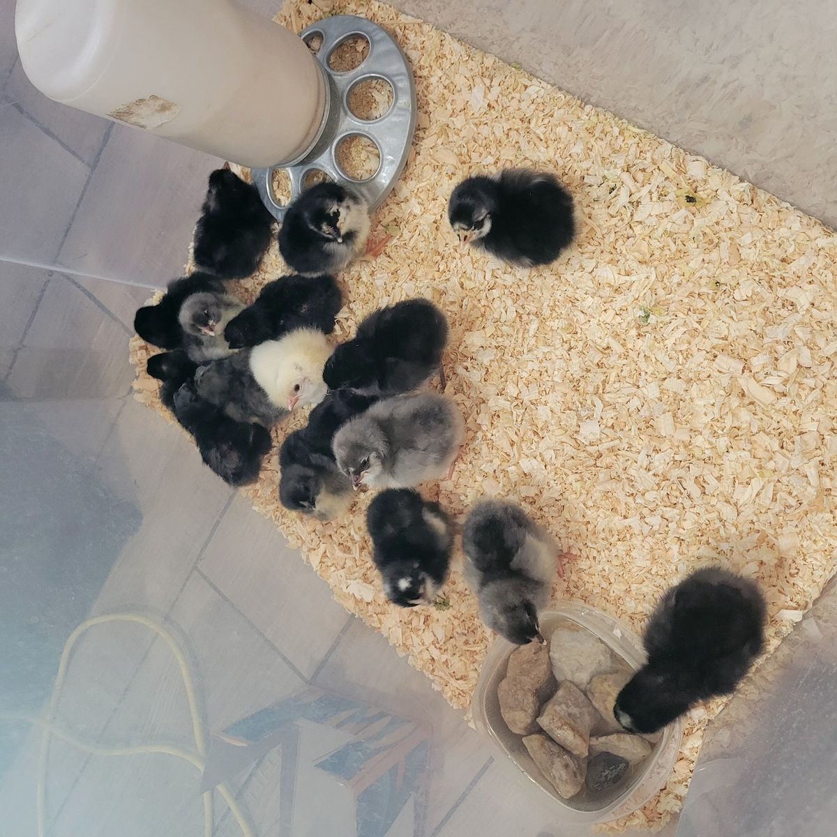 New chicks! Hurry, only a few left!