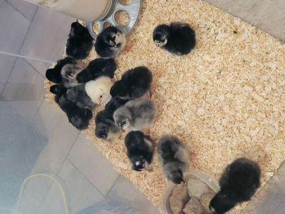 New chicks! Hurry, only a few left!