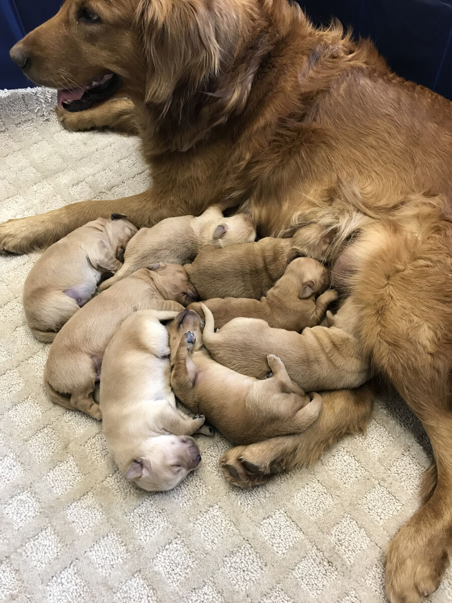 AKC Golden Retriever Puppies