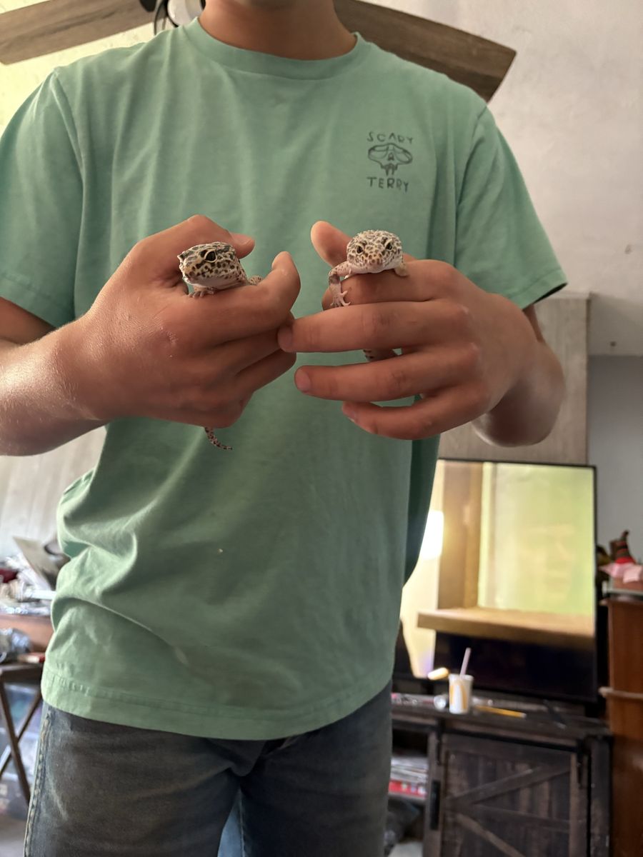 Male leopard geckos