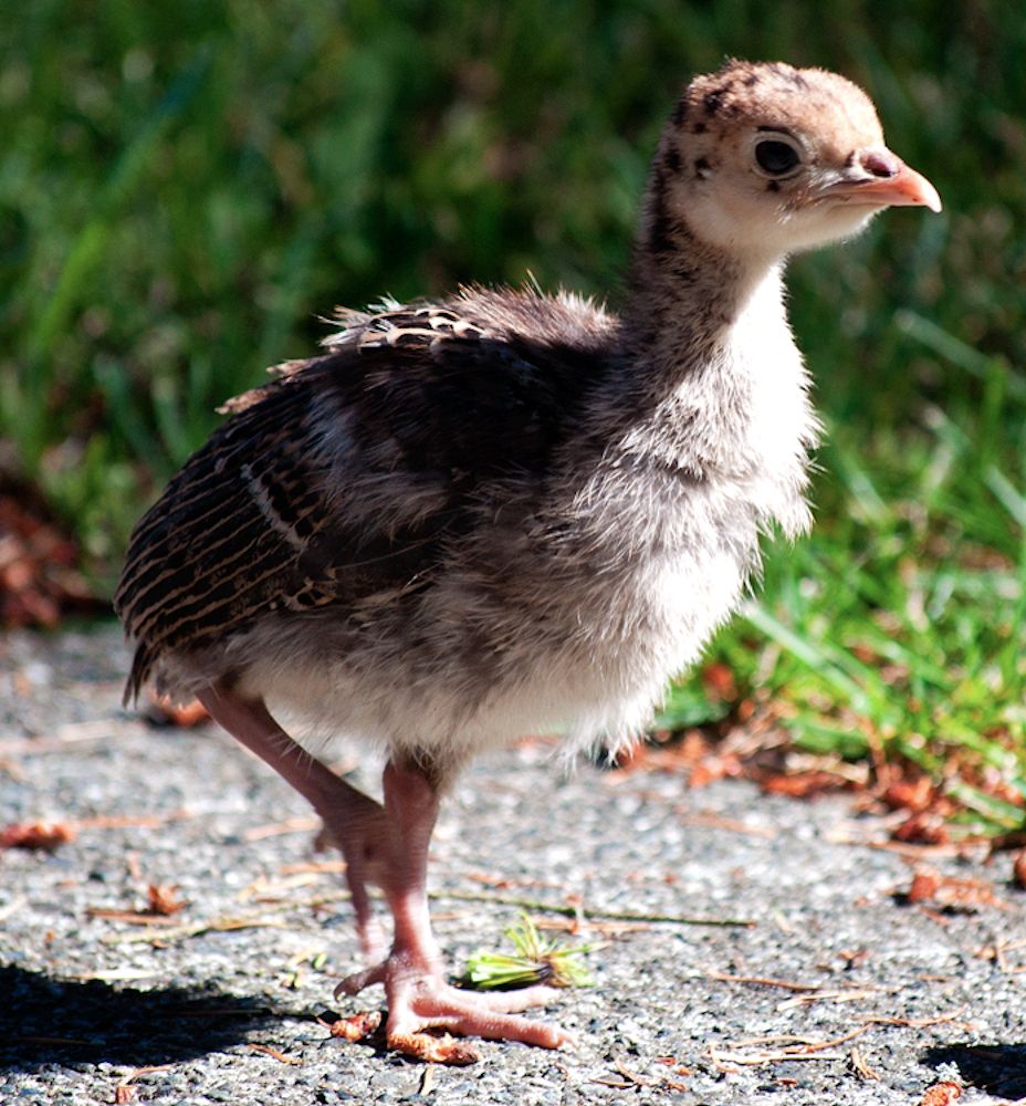 ISO Rio Grande Turkey poults