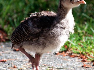 ISO Rio Grande Turkey poults