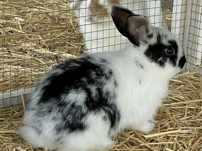 Black and white lop bunny rabbit