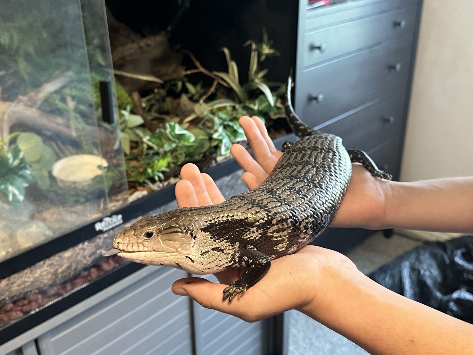 Axanthic Blue-tongued skink