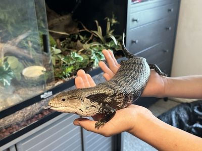 Axanthic Blue-tongued skink