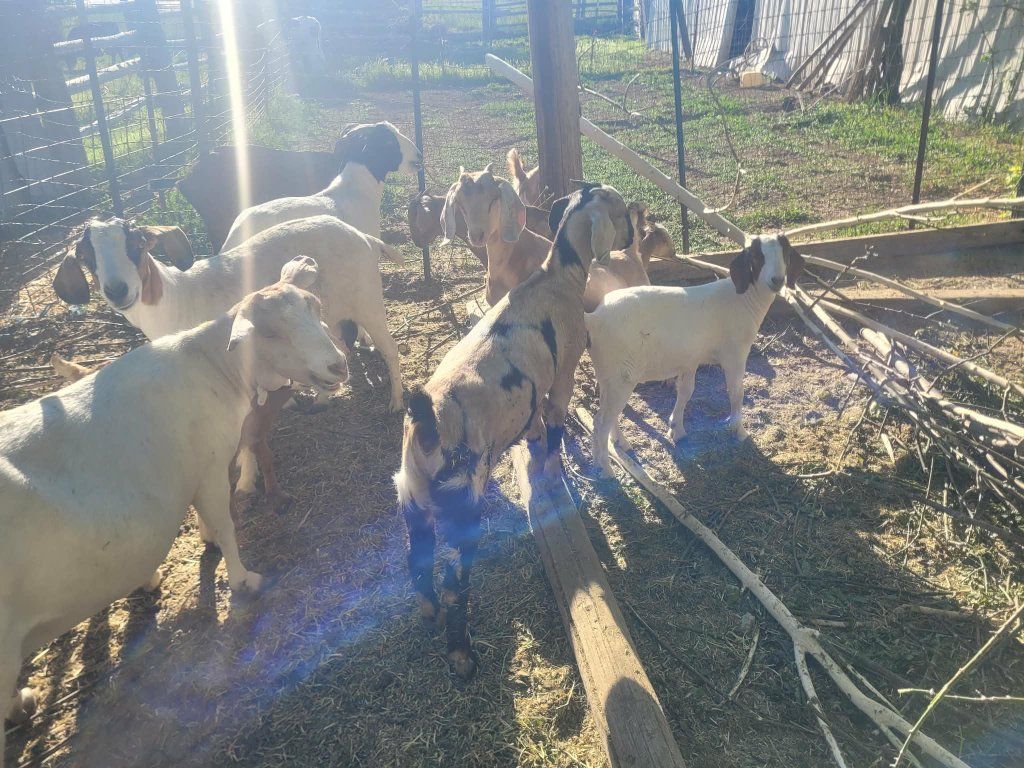 doelings Boer