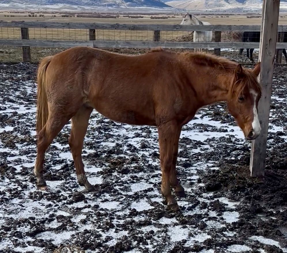 2 Year Old Cow Bred Red Roan Stud Colt