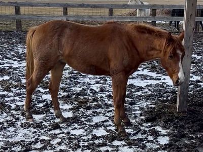 2 Year Old Cow Bred Red Roan Stud Colt