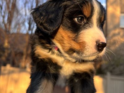 Burnese Mountain Puppies
