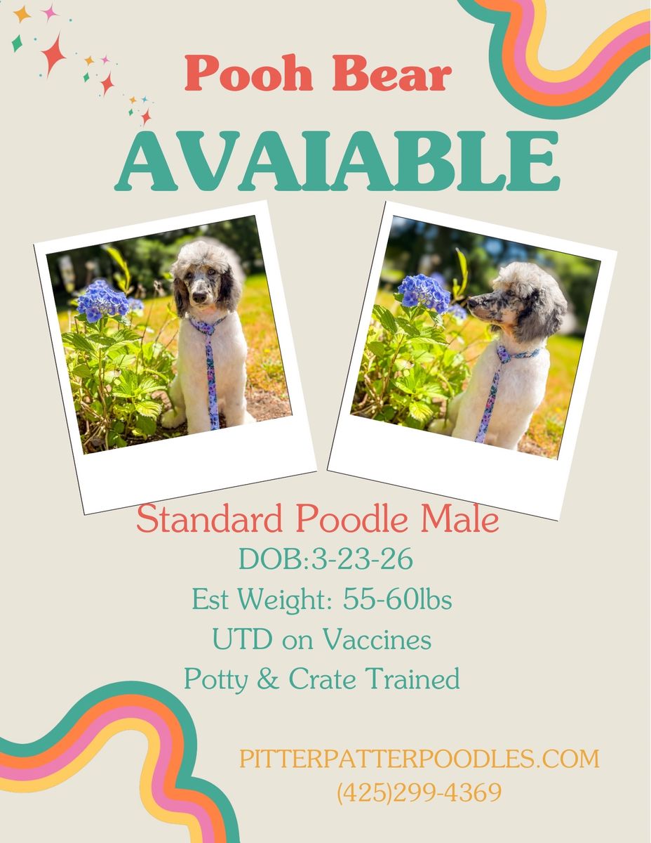 Standard Poodle Puppy 