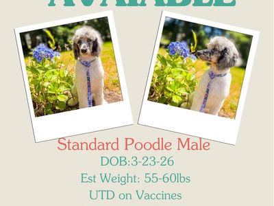 Standard Poodle Puppy