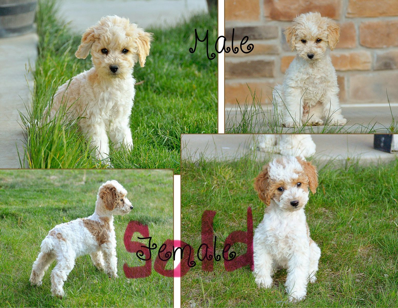 Purebred Poodle Puppies