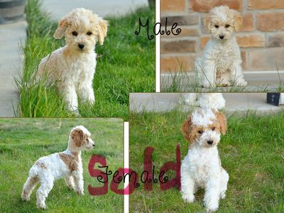 Purebred Poodle Puppies