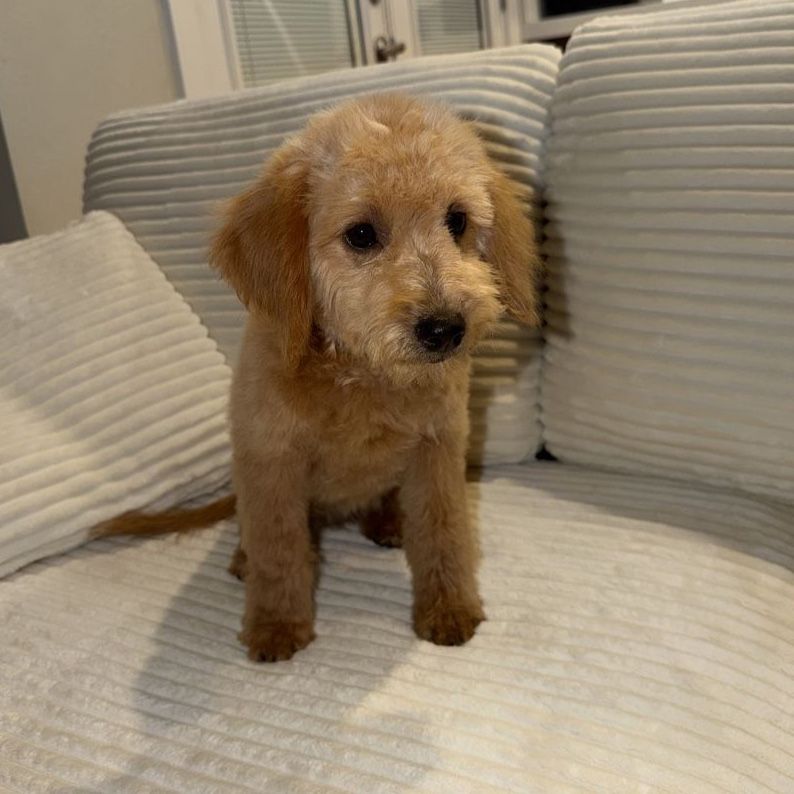 Adorable F1b Goldendoodle Puppies - Expected Adult Weight 10-40lbs depending on the pup