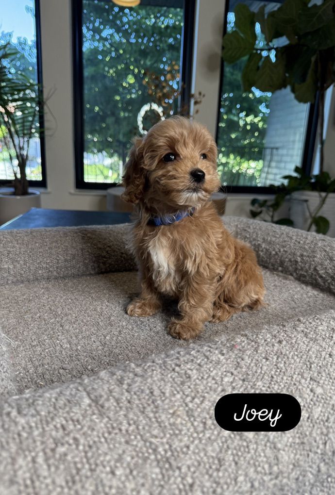 Darling TIny Goldendoodle Puppies