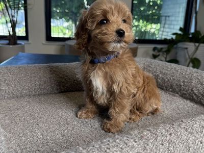 Darling TIny Goldendoodle Puppies