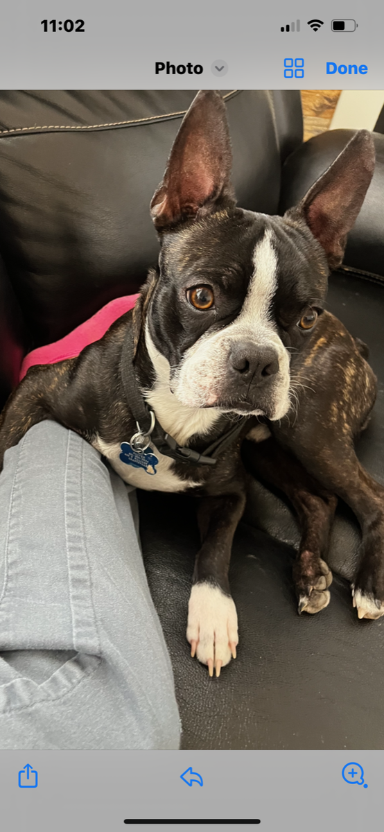 Stud Service - CKC Registered Boston Terrier