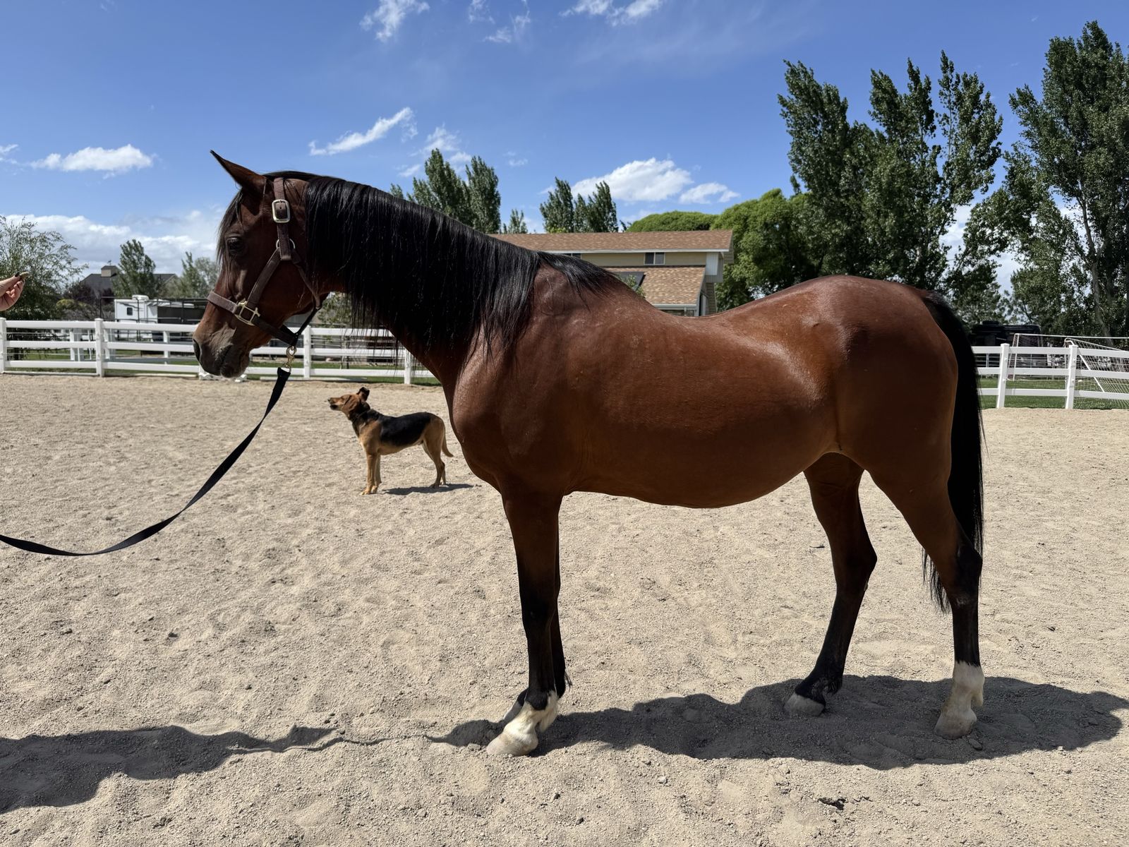 Arabian Mare
