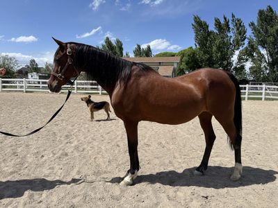 Arabian Mare