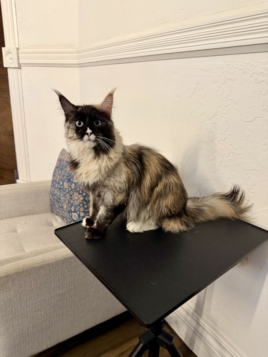 Maine Coon Female