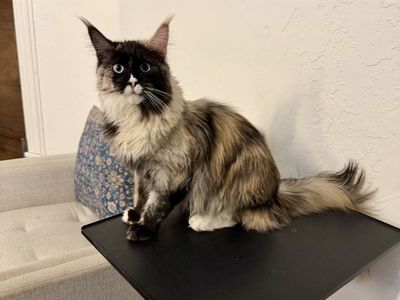 Maine Coon Female