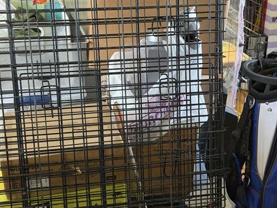Large Folding Wire Metal Dog Crate 48-inch Black