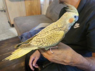 Tame Baby Pearl Cockatiel
