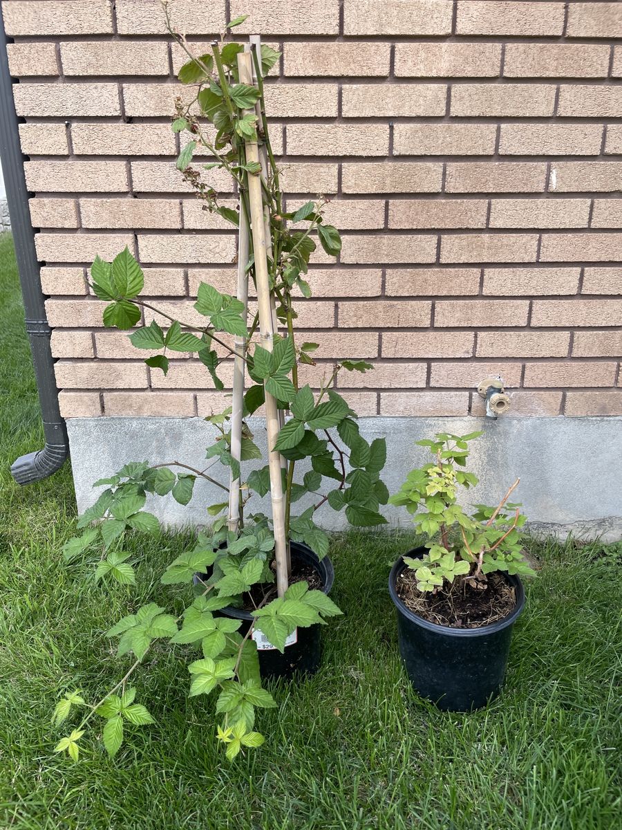 Blackberry and Raspberry Bush