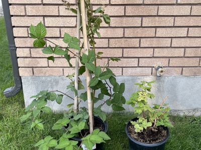 Blackberry and Raspberry Bush