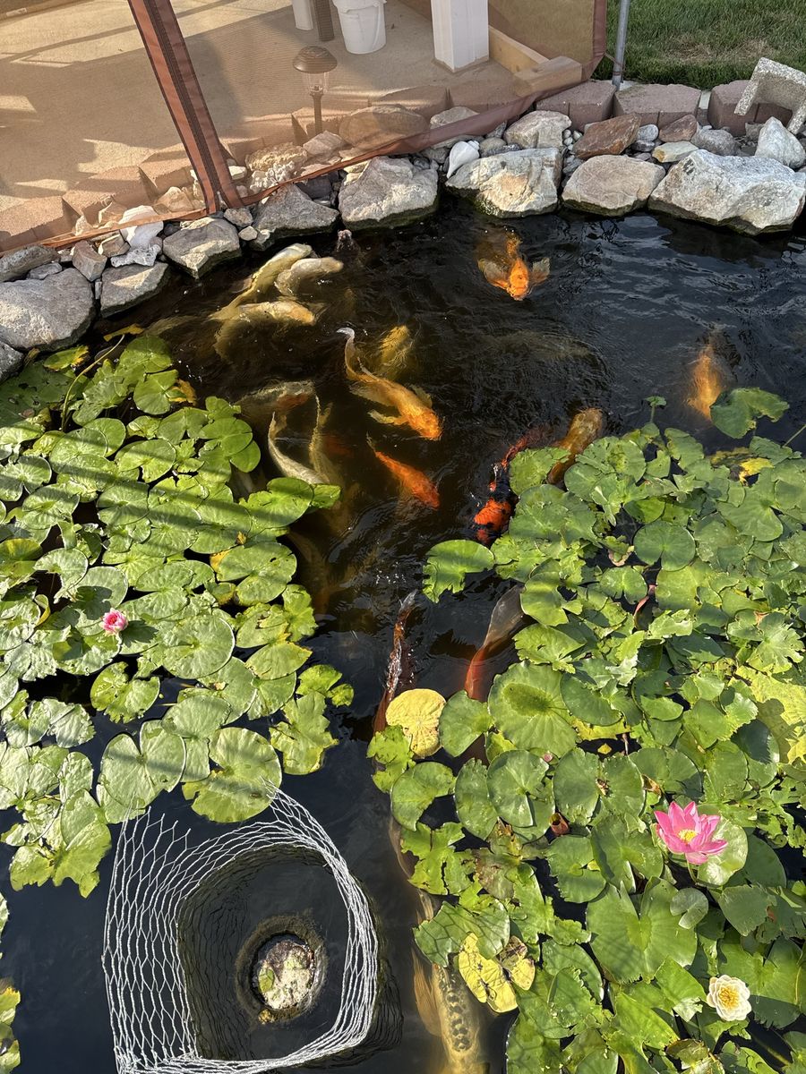 Koi butterfly fish