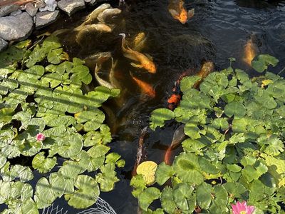 Koi butterfly fish