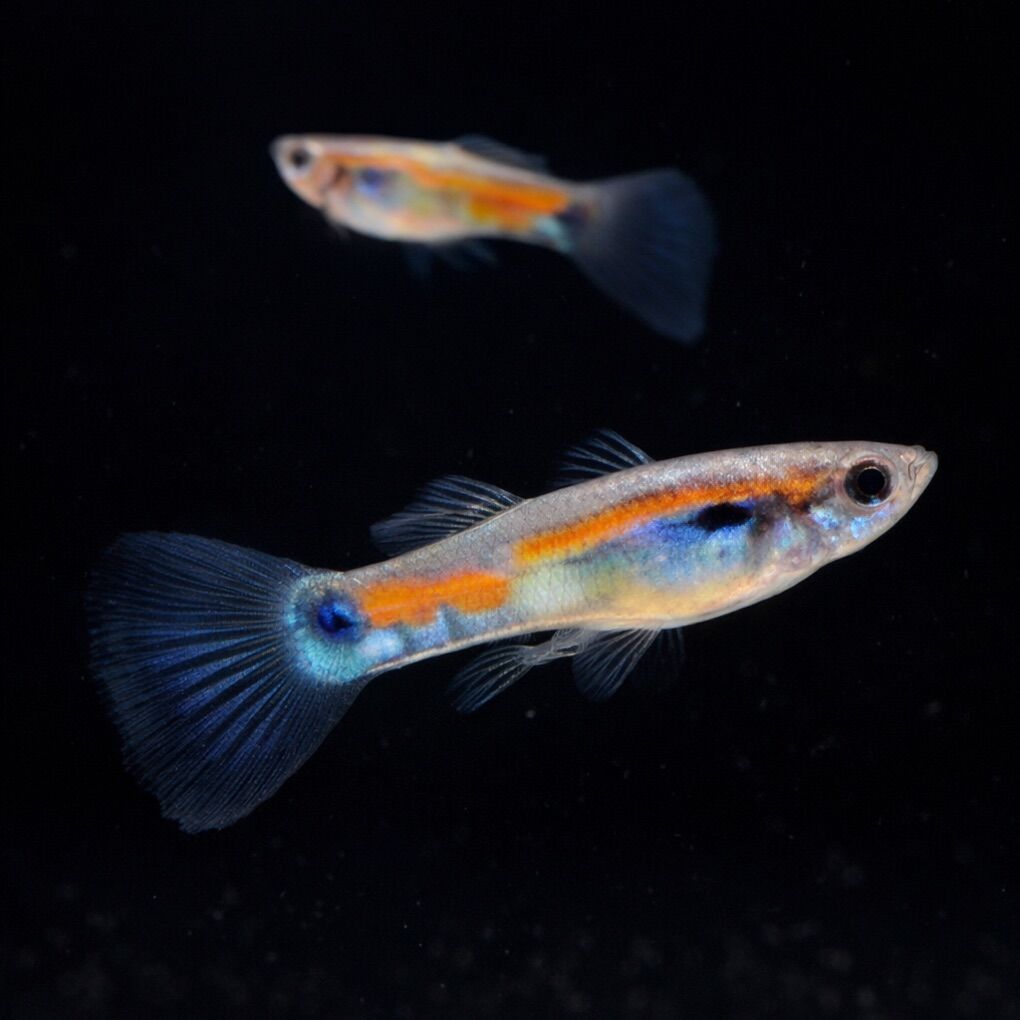 Colorful Guppies Available