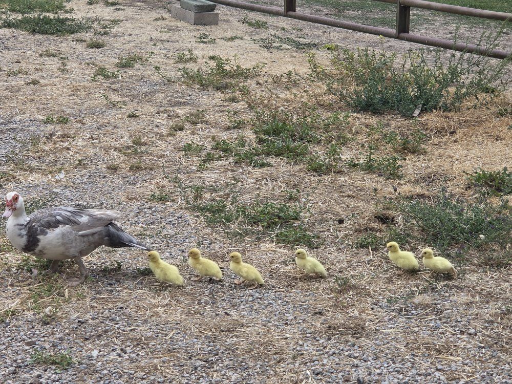 Muscovy Ducklings hatched 8-21-26 and 9/3/26
